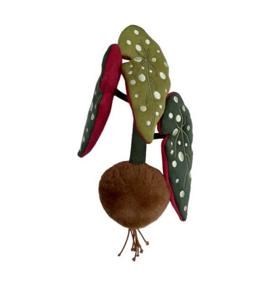 PLUSH FOREST Begonia Maculata