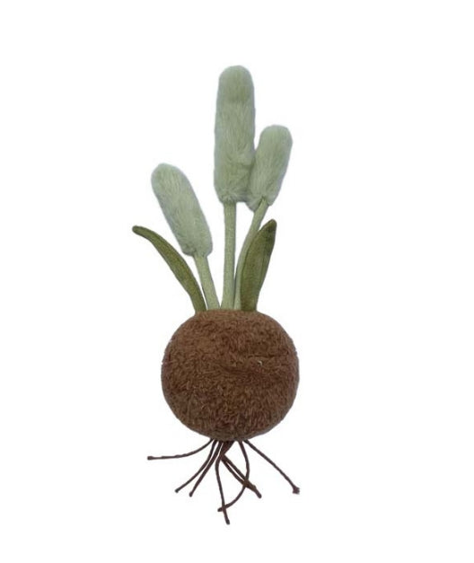 PLUSH FOREST Green Bristlegrass