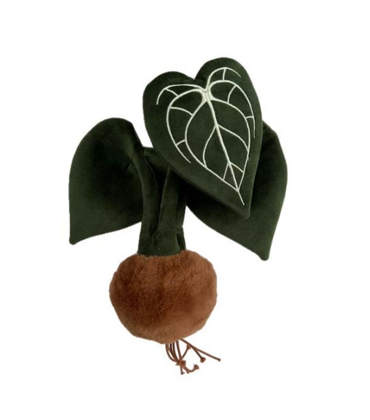 PLUSH FOREST Anthurium Clarinervium