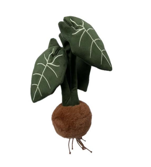 PLUSH FOREST Alocasia Frydek