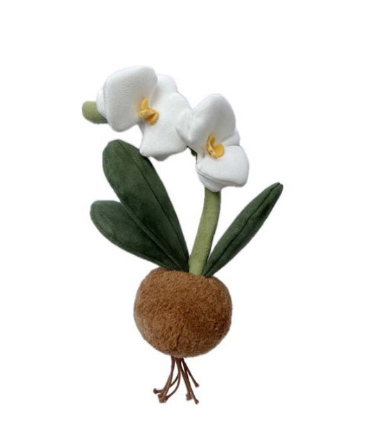 PLUSH FOREST Moth Orchid