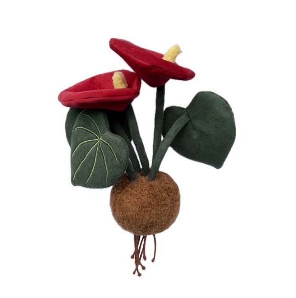 PLUSH FOREST Anthurium Andraeanum