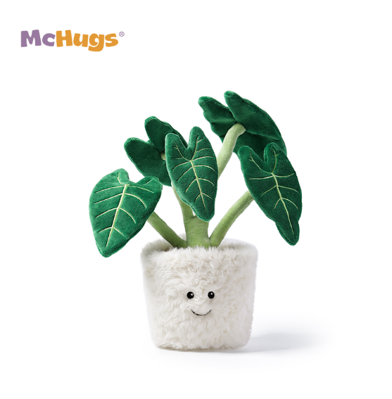 McHugs Alocasia Odora Bonsai